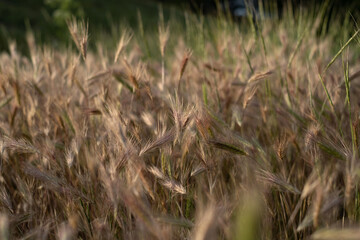 Rural scenery. Background of ripening ears of wheat. Crops field. Selective focus. Field landscape