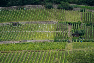 Weinberg mit Weinst&ouml;cken bei Dresden