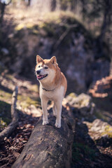 Naklejka na ściany i meble Shiba Inu auf einem Baumstamm im Wald.