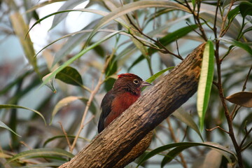 Animals at the zoo 