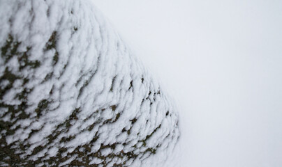 Tree trunk with snow and free place