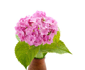 Obraz premium Purple hydrangea in weight.