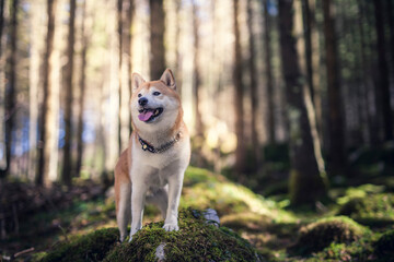 Naklejka na ściany i meble Shiba Inu in einem Wald. Hund auf moosbedeckten Boden.
