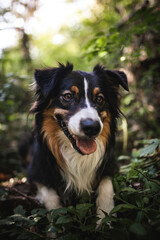 Potrait of an Australian Shepherd dog outdoor in the Fall. Close up head shot of a fluffy tri color Aussie in the nature. Dog sitting in bushes