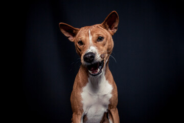 Basenji im Fotostudio schnappt nach essen. Hund fängt Treats und macht ein witziges gesicht. 