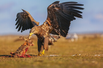 Birds of prey - White-tailed Eagle (Haliaeetus albicilla)