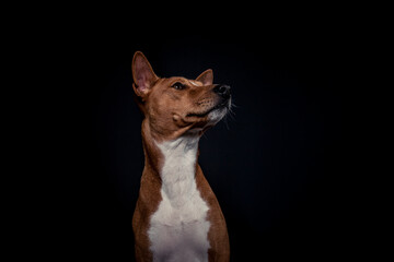 Basenji im Fotostudio schnappt nach essen. Hund fängt Treats und macht ein witziges gesicht. 
