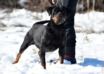 angry rottweiler
