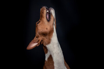 Basenji im Fotostudio schnappt nach essen. Hund fängt Treats und macht ein witziges gesicht. 