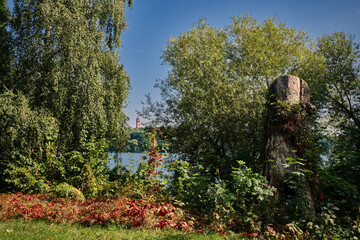 Herbstliche Vegetation mit Totholz am Havelufer in Berlin-Gatow, im Hintergrund der Grunewaldturm