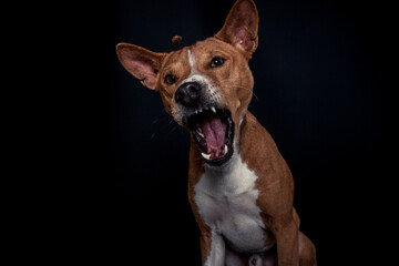 Basenji im Fotostudio schnappt nach essen. Hund fängt Treats und macht ein witziges gesicht. 