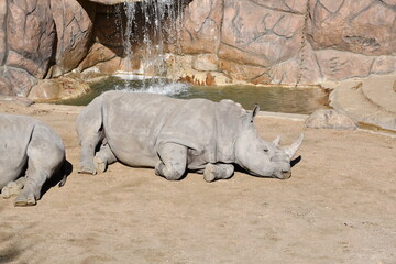 Fototapeta premium Animals at the zoo 