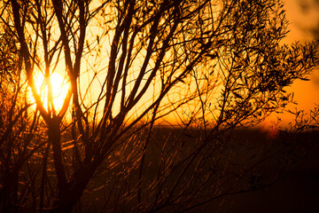 Close up of tree silhouette against the orange and red setting of the sun