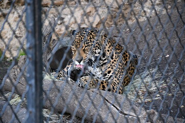 Animals at the zoo 