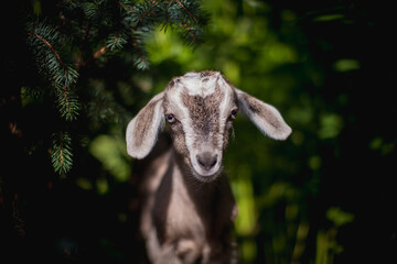Cute young grey goatling in a garden