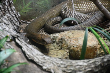 Animals at the zoo 