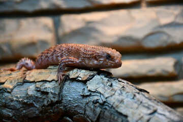 Fototapeta premium Animals at the zoo 