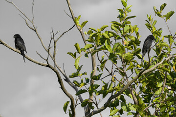 Kurrichane thrushes