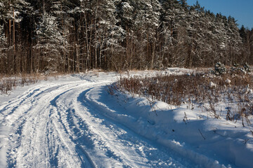 winter in the forest