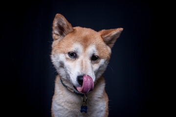 Shiba Inu im Studio mit schwarzen Hintergrund.