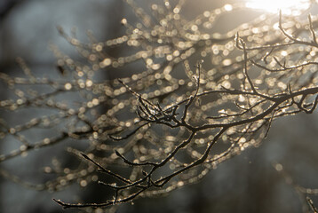 
ice beads on tree branches