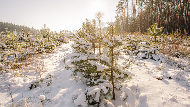 Closeup view photography of many young snowy evergreen pine trees and ground covered with thick sparkling natural carpet of fresh frosty white snow. Beautiful natural photo background