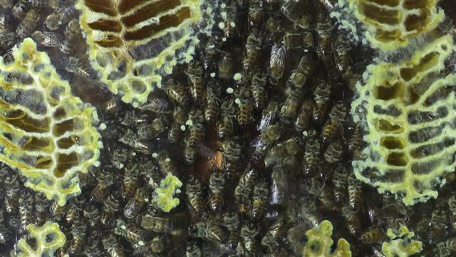 bee colony inside the honeycomb making wax time lapse