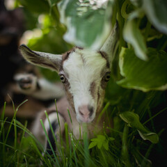 Cute young grey goatling in a garden