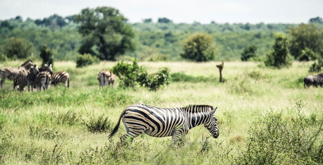 Zebra with baby