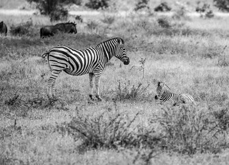 Fototapeta na wymiar Zebra with baby B&W