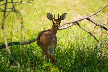 Duiker