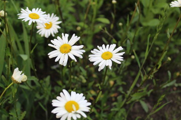 Obraz premium Flowers on the postcard daisy garden pharmacy is large plano on the side or top with small yellow petals and yellow bright middle with a copyspace
