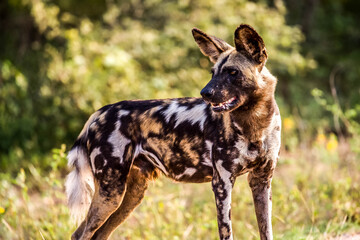 African wild dog