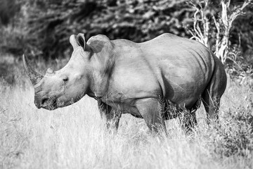 Rhino B&W