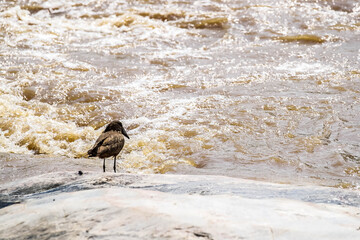 Hammerkop fishing