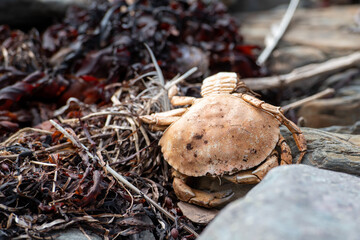 A dead and rotten crab shell on a beach tangled among seaweed, driftwood and beach rocks.  The dried shell is a light tan or peach colour. The sea crab has pinchers, claws, legs and small dark eyes.