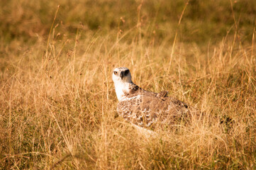 Savannah falcon in Kenya