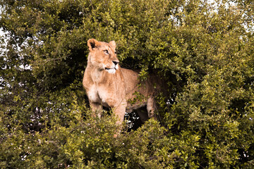 Lioness on tree