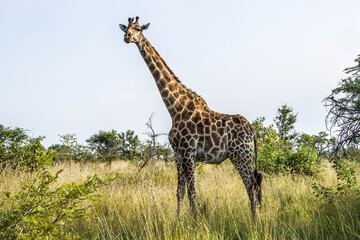 Giraffe