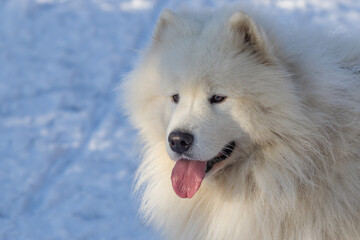 Portrait of a Samoyed - Samoyed beautiful breed Siberian white dog. Samoyed has his tongue out. There is snow in the background - obrazy, fototapety, plakaty