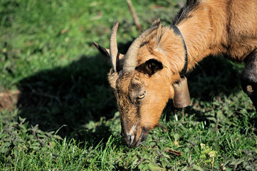 Goat grazing in the meadow, close-up portrait.