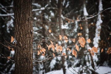 Autumn latecomers are still clinging to the branch