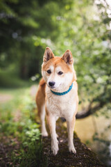 Shiba Inu auf einem Stein neben dem Wasser.