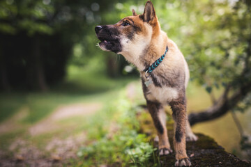 Shikoku steht im Park neben dem Wasser.