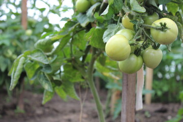 green tomatoes on a vine