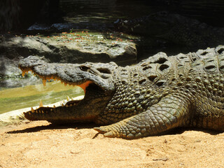 Crocodile Alligator Gaping Jaw Teeth Head