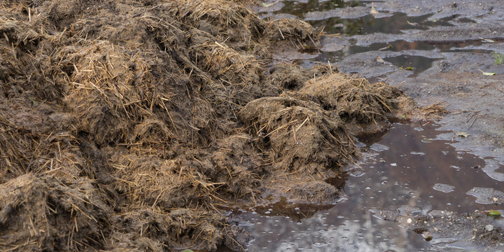 Background: dungheap and sewage water in a cesspit