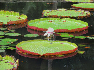 pool, lily, lily pad, waterlily, floral, park, tropical, botany, flower, natural, beauty, leaf, pond, beautiful, lotus, green, plant, water, summer, nature