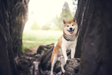Shiba Inu auf einem Baumstamm im Wald.