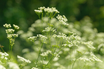 Anise flower field. Food and drinks ingredient. Fresh medicinal plant. Seasonal background. Blooming anise field background on summer sunny day.